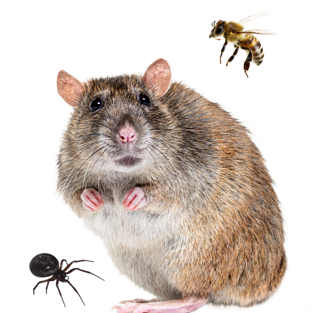 Rat avec araignée et abeille