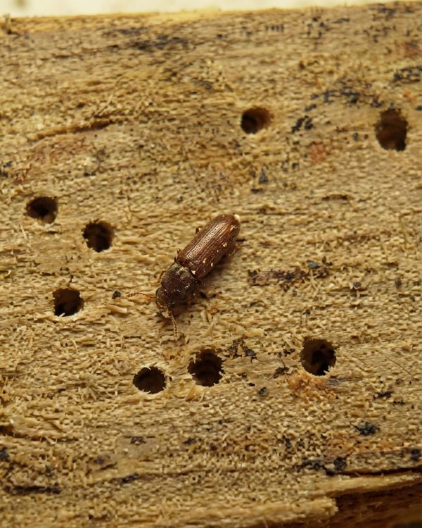 Gros plan Insecte bois