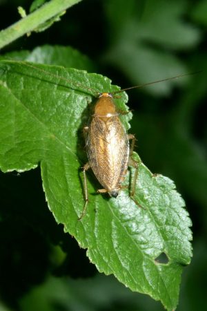 Blatte sur une feuille.