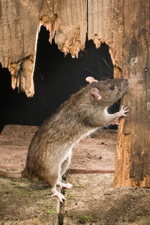 Rat rongeant du bois