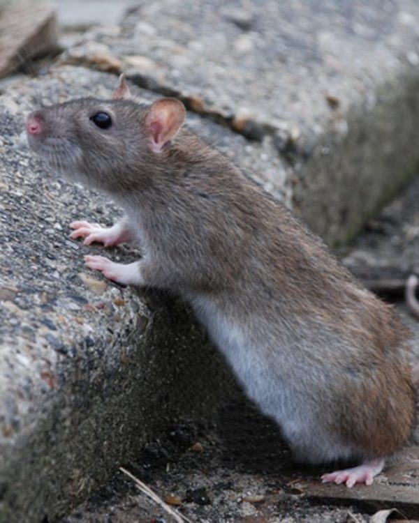 Rat sur un trottoir.